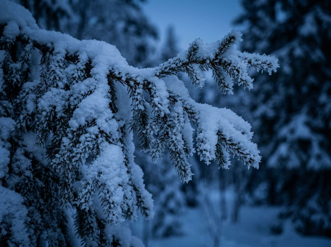 Branches de sapin couvertes de neige et de givre en Laponie finlandaise au crépuscule bleu